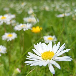 Frühlingsszenario Gänseblümchen